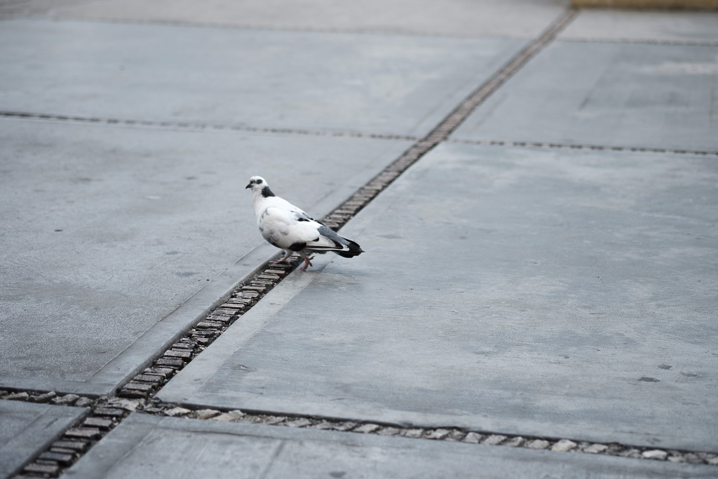 City Pigeon