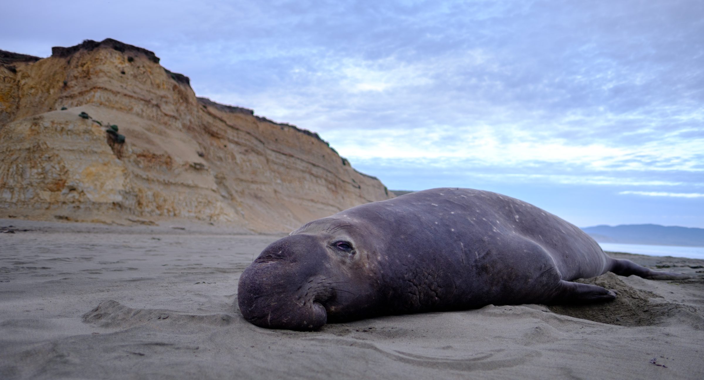 Elephant Seal