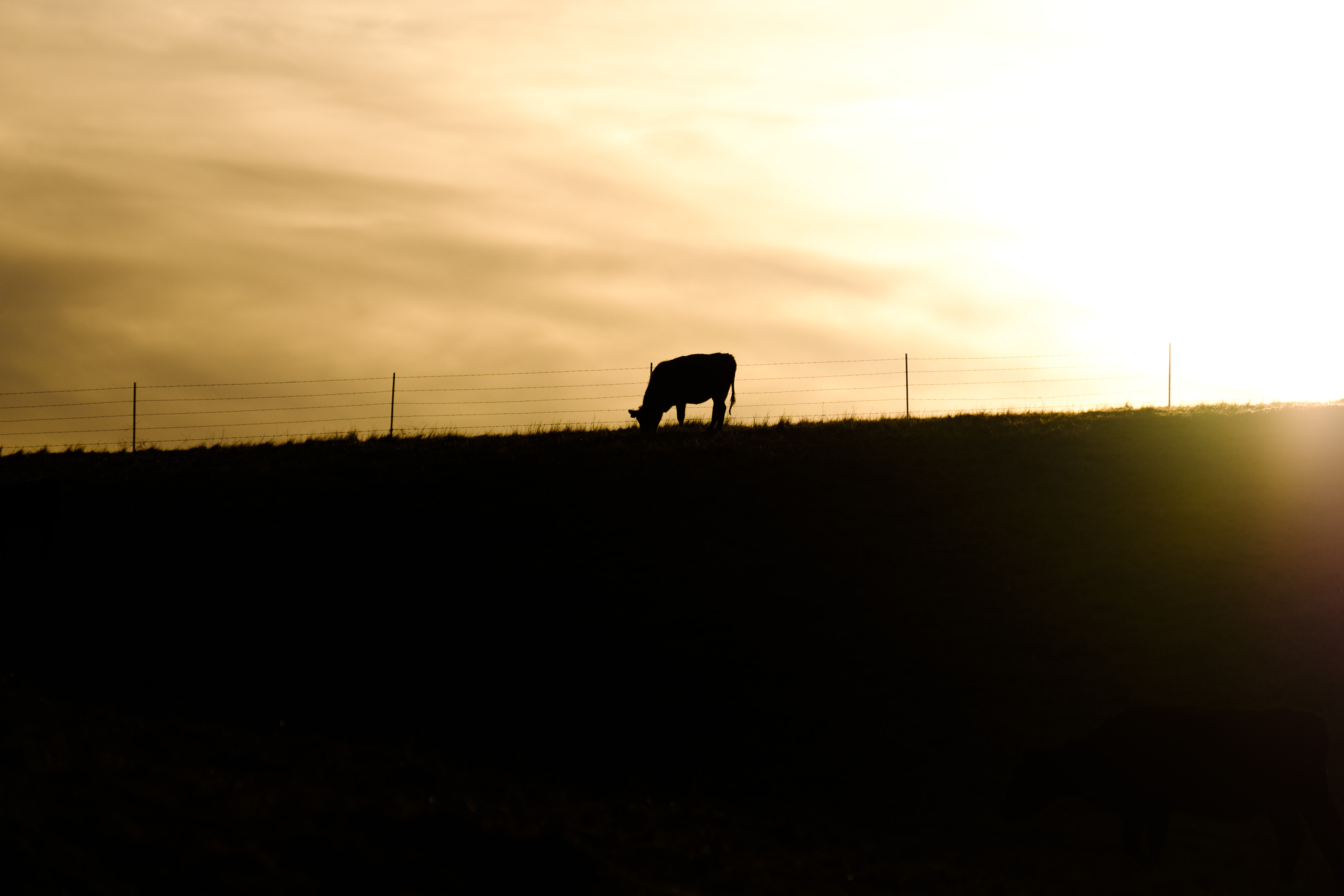 Silhouette at Sunset