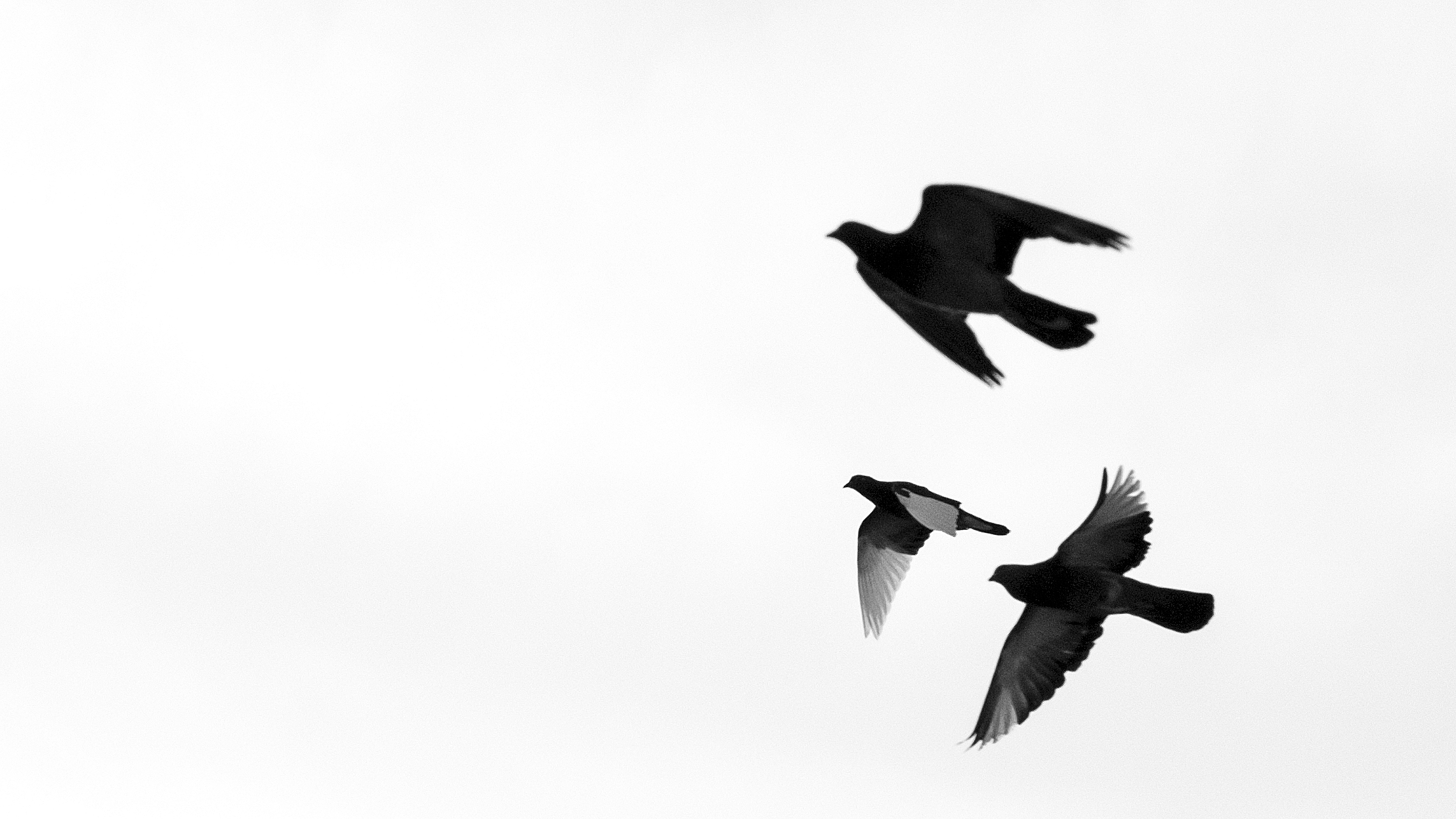 Birds in Flight