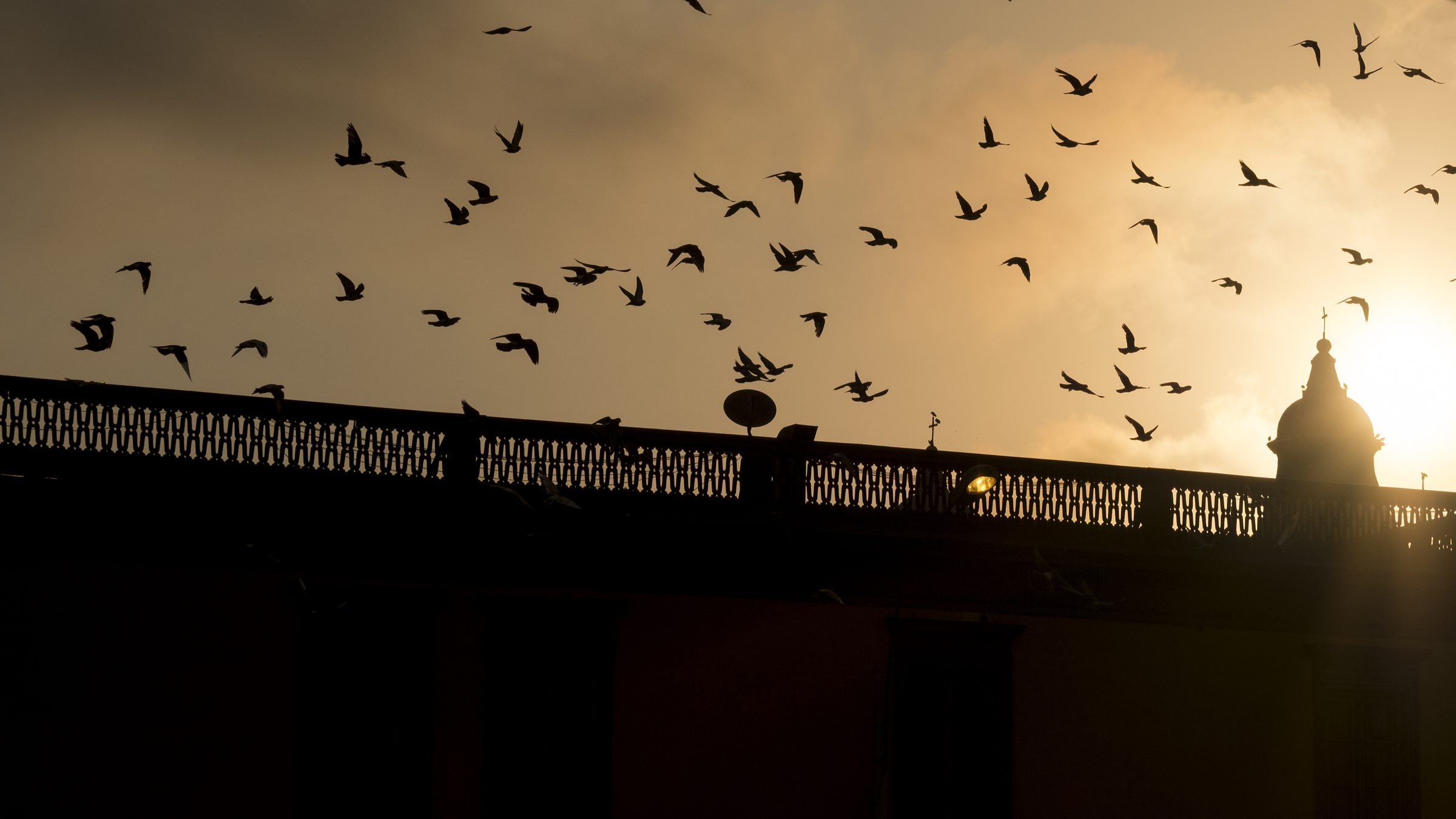 Birds Over Bridge