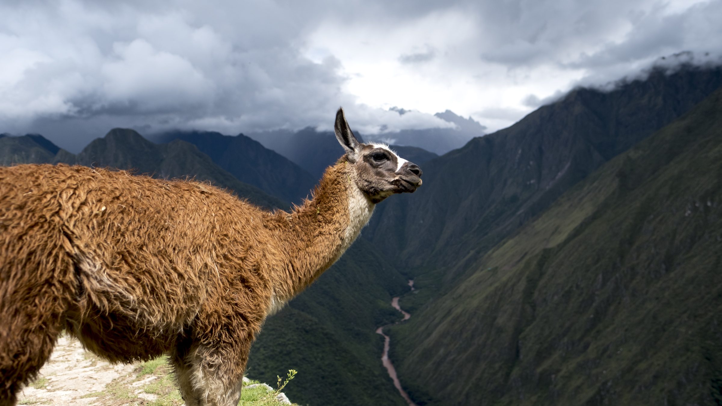 Llama at the Summit