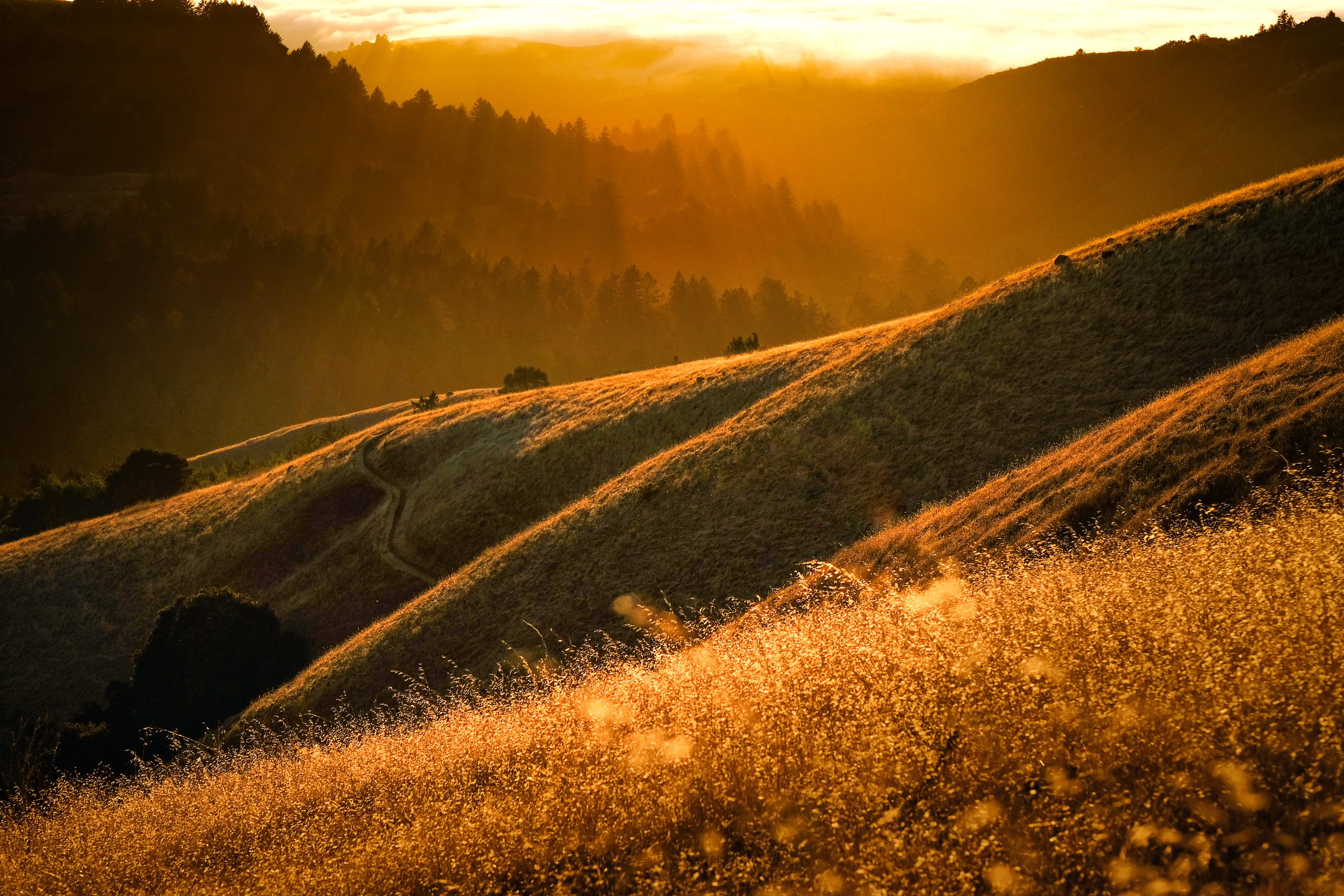 Golden Hour Hills